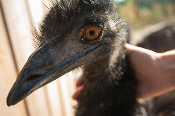 Image showing Ostrich and female hands