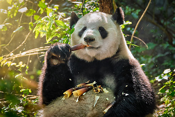 Image showing Giant panda bear in China