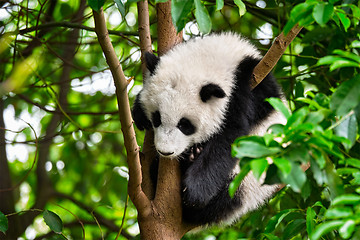 Image showing Giant panda bear in China