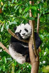 Image showing Giant panda bear in China