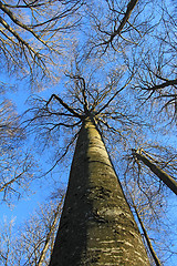 Image showing Beech tree forest, view from below, towards the blue sky