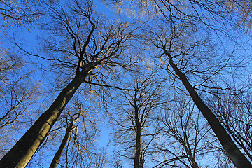 Image showing Beech tree forest, view from below, towards the blue sky