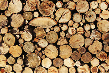 Image showing Stacked Logs, cut trees as background