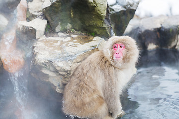 Image showing japanese macaque or snow monkey in hot spring