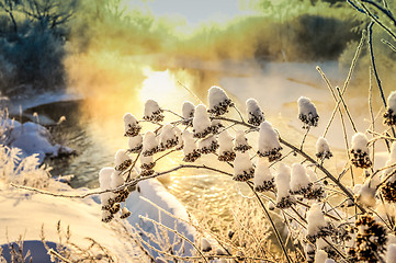 Image showing Bush tree in winter snow at sunrise and mist over the water