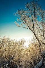 Image showing Bright winter landscape with trees in the forest at sunrise