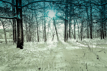 Image showing winter landscape in the forest with the morning sun
