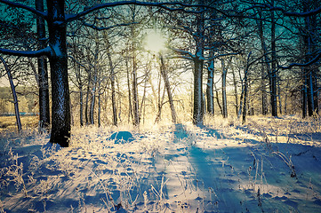 Image showing winter landscape in the forest with the morning sun