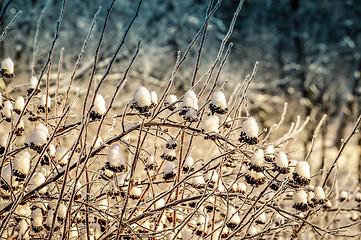 Image showing Branches of winter bush in the snow