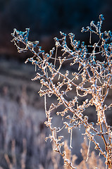 Image showing Autumn background with grass and forest covered with frost in th