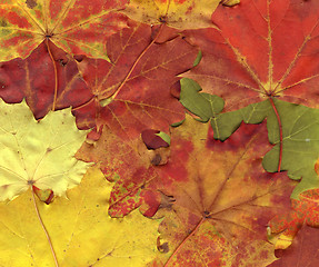 Image showing vivid autumnal colors