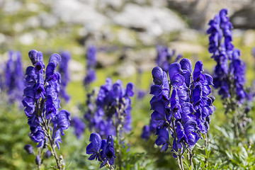 Image showing High Altitude Wildflowers