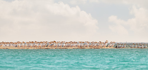 Image showing A flock of pink pelicans resting on a sea spit