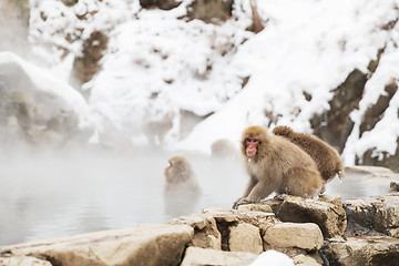 Image showing japanese macaques or snow monkeys in hot spring