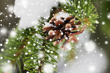 Image showing fir branch with snow and cone in winter forest