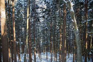 Image showing winter forest in japan