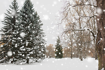 Image showing winter forest or park with fir trees and snow