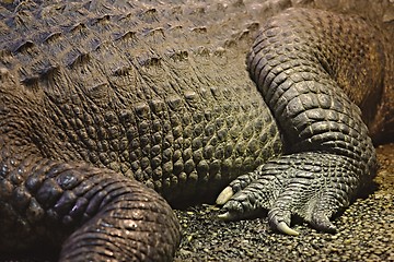 Image showing Crocodile detail closeup