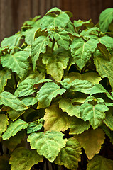 Image showing eye level view of patchouly plant leaves