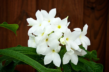 Image showing bouquet white frangipani flowers blooming on tree