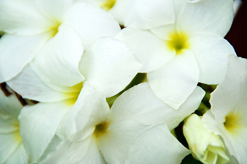 Image showing Close up of bouquet white frangipani flowers