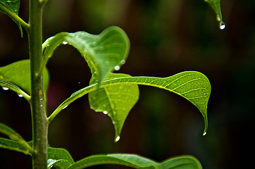 Image showing Close up of leaves of frangipani plumeria tree