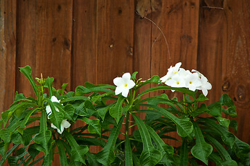 Image showing Tops of flowering frangipani plumeria trees against fence