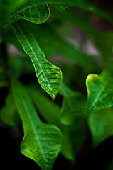 Image showing abstract artistic wet frangipani plumeria leaves