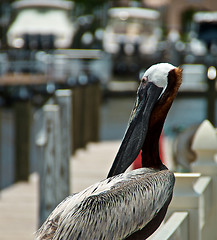 Image showing adult brown pelican on pier 