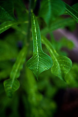 Image showing artistic wet frangipani plumeria leaves
