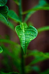 Image showing close up artistic wet frangipani plumeria leaves