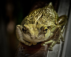 Image showing Cuban tree frog up close