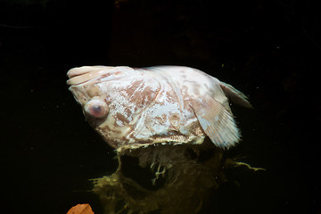 Image showing red tide dead fish floating