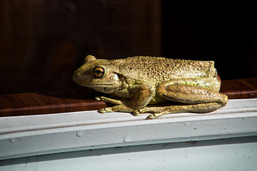 Image showing Side View of Cuban tree frog