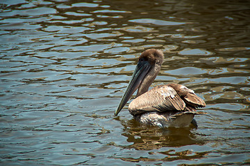 Image showing young brown pelican bird swimming