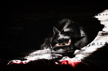 Image showing Black cat sleeping in ray of light