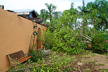 Image showing Tree felled on house by hurricane irma