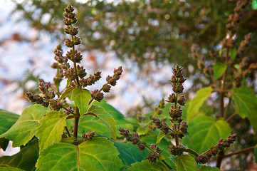 Image showing flowering patchouli plant up close