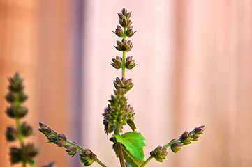 Image showing flowers of patchouli plant