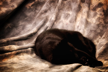 Image showing havana brown cat sleeping in artist studio