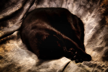 Image showing havana brown cat sleeping on studio background