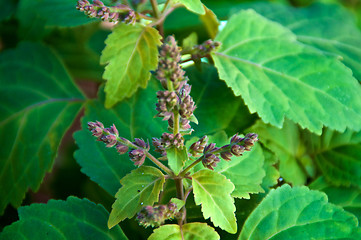 Image showing Patchouly plant flowers up close