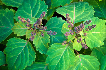 Image showing top view of patchouli plant flowering