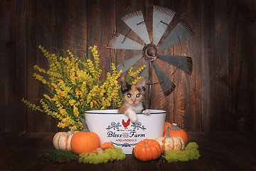 Image showing Adorable Kitten in Farm Themed Setting