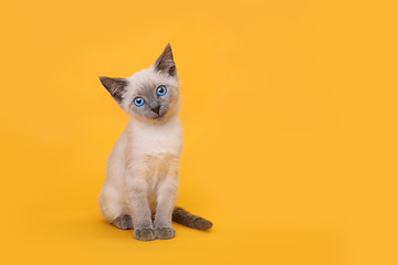 Image showing Siamese Kitten Smiling With Head Tilted on Yellow Background