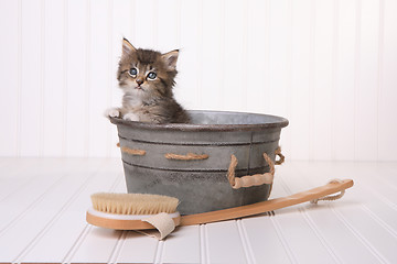 Image showing Kittens in Washtub Getting Groomed By Bubble Bath