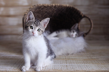 Image showing Sweet Adorable Cute Kittens Awaiting Adoption