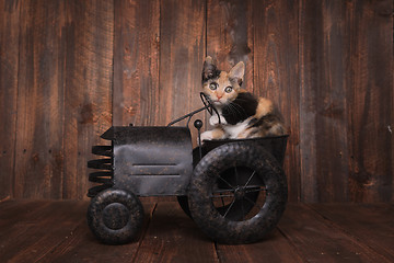 Image showing Funny Calico Kitten Sitting in a Tractor Prop 