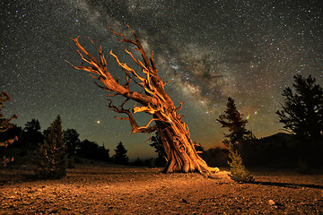 Image showing Illuminated Bristlecone Pine Tree in the Forest