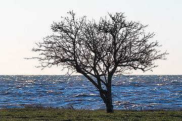 Image showing Lone tree silhouette